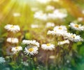 Spring daisy flowers in late afternoon Royalty Free Stock Photo