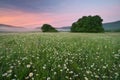 Spring daisy flowers in meadow Royalty Free Stock Photo