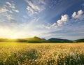 Spring daisy flowers in meadow.