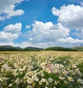 Spring daisy flowers in meadow.