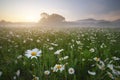 Spring daisy flowers at morning. Royalty Free Stock Photo