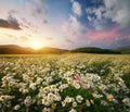 Spring daisy flowers Royalty Free Stock Photo