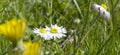 Spring Daisy Grass Field Close Up Royalty Free Stock Photo