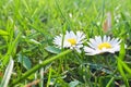 Spring Daisy Green Grass