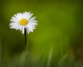 Spring Daisy Growing in Grass Royalty Free Stock Photo