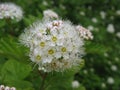 Spring dance Royalty Free Stock Photo