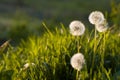 Spring dandelion field over sunlight background Royalty Free Stock Photo