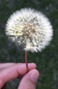 A spring dandelion held in between human fingers Royalty Free Stock Photo