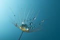 Spring dandelion seed with water drops Macro photo. Beauty background of nature