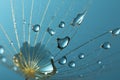 Spring dandelion seed with water drops Macro photo. Beauty background of nature