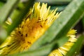 Spring dandelion in the sun