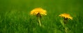 Spring Dandelions Growing in Green Lush Grass in Yard Lawn Royalty Free Stock Photo