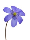 Spring dark blue single flower on white