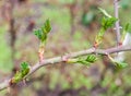 Spring day.A branch of a rose with thorns and freshly opened leaves.