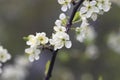 Flying bee pollinates cherry blossoms Royalty Free Stock Photo
