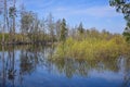 Spring day on the forest river Royalty Free Stock Photo