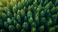 In Spring Day, Green Coniferous Forest Pines Woods Landscape From A High Attitude. Drone View From The Middle. Bird Royalty Free Stock Photo