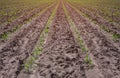 Spring day is illuminated by an agricultural field on which grow sprouted in neat rows, short, green, sweet corn. Royalty Free Stock Photo