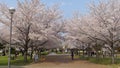 Japan Cherry Blossom Tree