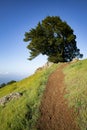 Tree on Mt Tamalpais Spring