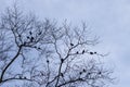 Spring day in the park, buding trees with birds on limbs Royalty Free Stock Photo