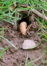 On a spring day, a Periodical Cicada from Brood X emerges from the ground