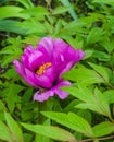 Spring day.Pink flower of a tree-like peony.A bee sits on a flower. Royalty Free Stock Photo