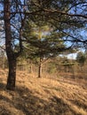 Landscape, nature, dry , yellow grass, Sunny day, a walk in the woods, empty branches, a difficult way through thickets, dead tree Royalty Free Stock Photo