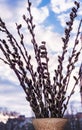 Twigs of blossoming pussy-willow against a blue sky with white clouds. Royalty Free Stock Photo