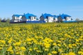 Spring day: yellow meadow of blooming dandelions against the backdrop of blue houses Royalty Free Stock Photo