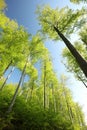 spring deciduous forest against the blue sky beech trees covered with fresh green leaves in sunshine Royalty Free Stock Photo