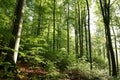 spring deciduous forest at dawn beech trees covered with fresh green leaves in the sunshine