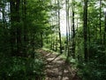 Spring deciduous forest near city of Herisau Canton Appenzell Ausserrhoden, Switzerland Royalty Free Stock Photo