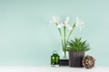 Spring decor for home library with green aloe, white iris bouquet, sheaf of brown twigs, elegant glass candlestick in soft light.