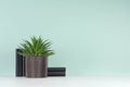Spring decor for home library with green houseplant of aloe in ribbed black pot, black books in soft light green mint menthe.