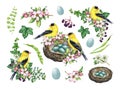 Spring decor set with birds and flowers. Watercolor vintage style illustration. Hand drawn goldfinch bird, nest, garden Royalty Free Stock Photo