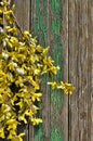 Spring Decoration Royalty Free Stock Photo