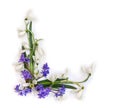 Spring decoration. Flowers white snowdrops, blue flowers scilla on a white background with space for text. Top view, flat lay Royalty Free Stock Photo