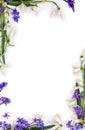 Spring decoration. Flowers white snowdrops, blue flowers scilla on a white background with space for text. Top view, flat lay Royalty Free Stock Photo