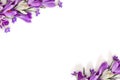Spring decoration. Frame of violet and white crocuses and flowers hepatica liverleaf or liverwort on a white background