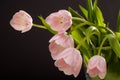 Spring decoration. Pink tulips in a vase