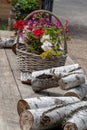 Spring decorations. Close-up of pink, red and white spring flowers in a old wicker basket and decorative pieces of wood birch on a Royalty Free Stock Photo