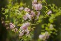 Spring decorative garden tree pink flowers