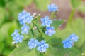 Spring delicate blue forget-me-nots flowers Royalty Free Stock Photo