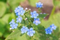 Spring delicate blue forget-me-nots flowers Royalty Free Stock Photo