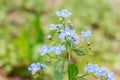 Spring delicate blue forget-me-nots flowers Royalty Free Stock Photo