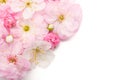 spring delicate flowers of decorative almonds and cherries on a white isolated background