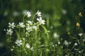 Spring delicate flowers on a green glade in the shade