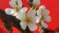 Spring Delicate Pear Flowers Blossoms on Tree Branches