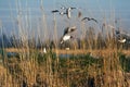 Spring, delicate young foliage trees, and noisy nesting gulls